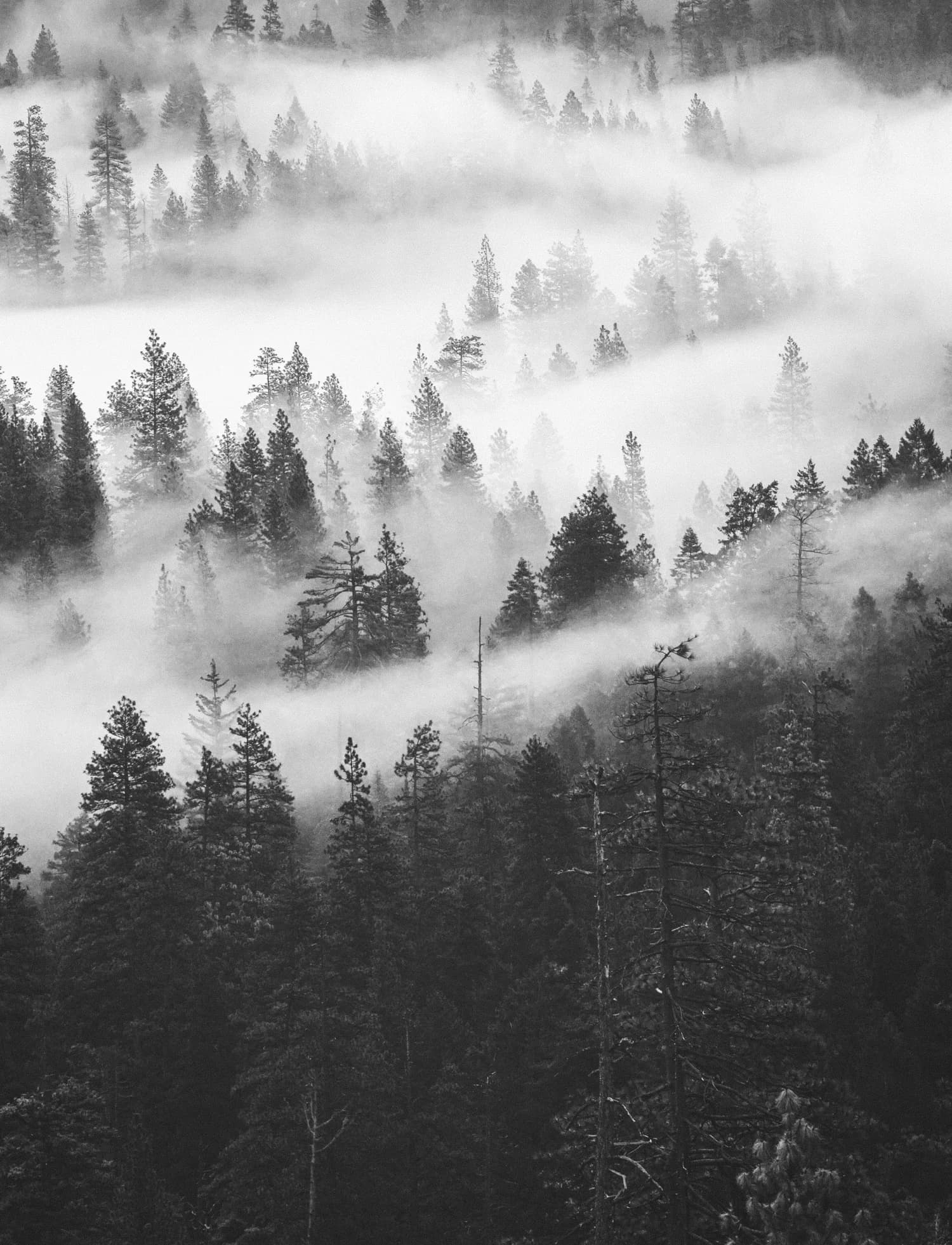 Mist over the pines